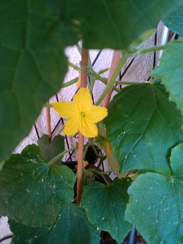 Urban Gardening Oasen