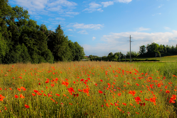 Nature Photography