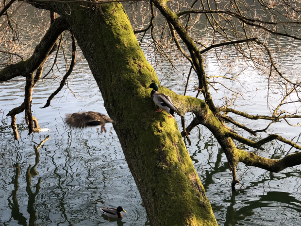 LUZERNPHOTOGEN