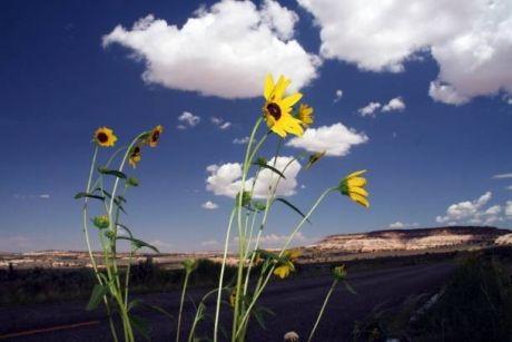 Nature Photography