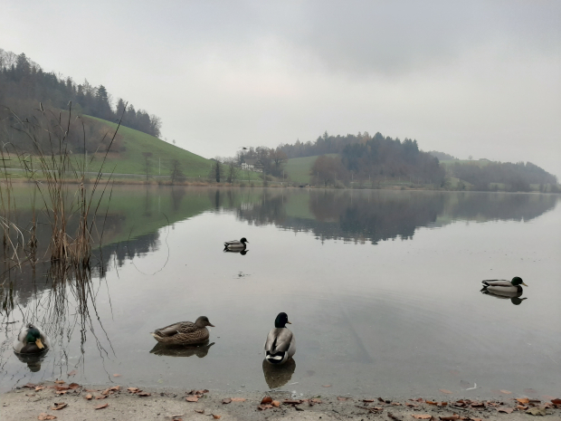 LUZERNPHOTOGEN