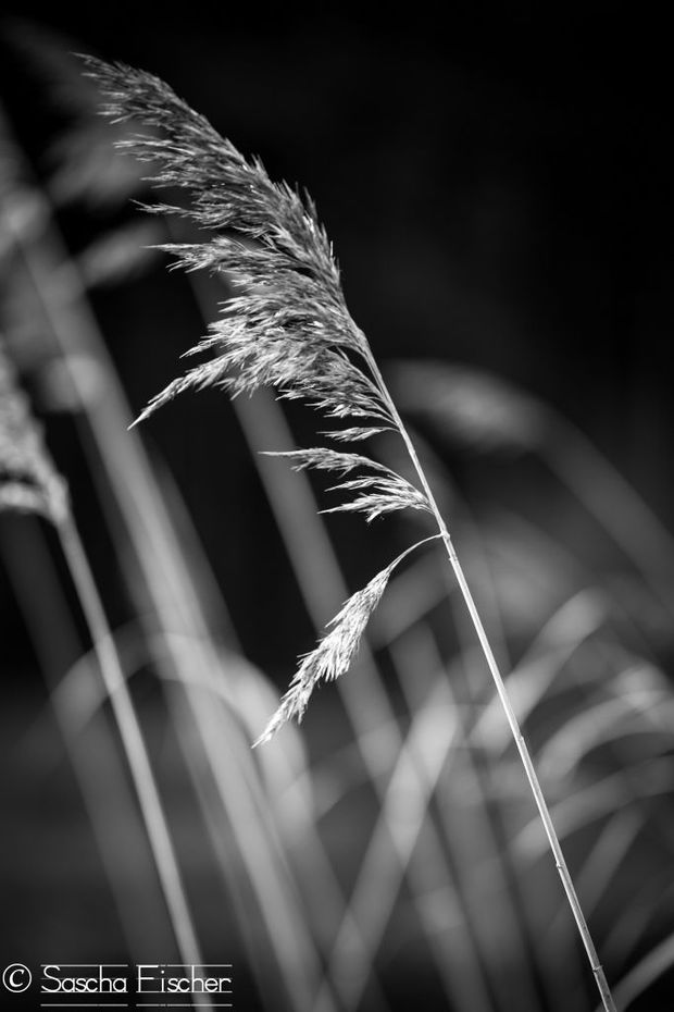 Ron kuratiert deine Ausstellung in der Photobastei