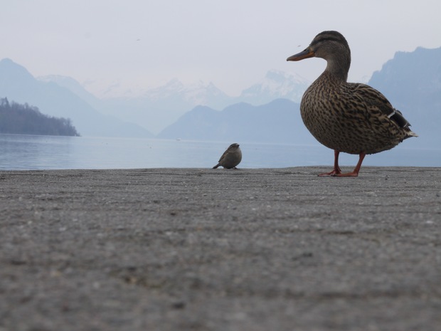 LUZERNPHOTOGEN