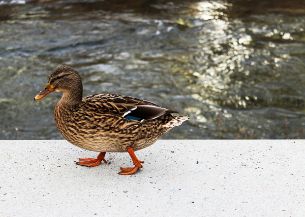 Tiere in der Stadt