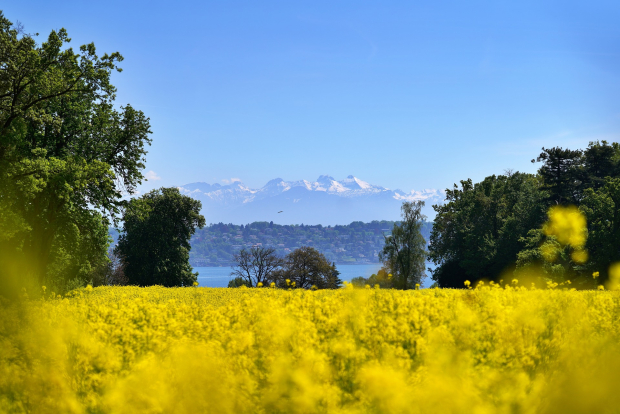 Genève Safari Photo