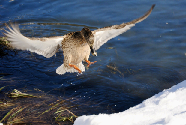 Nature Photography