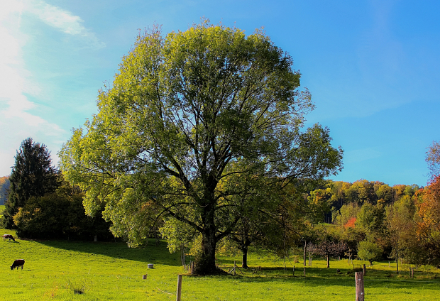 Nature Photography