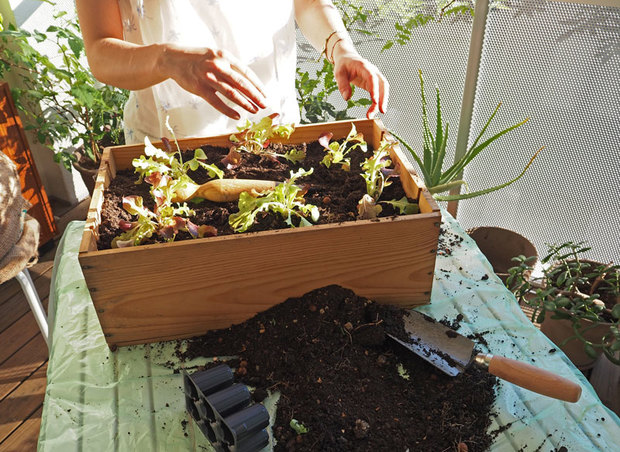 Urban Gardening Oasen