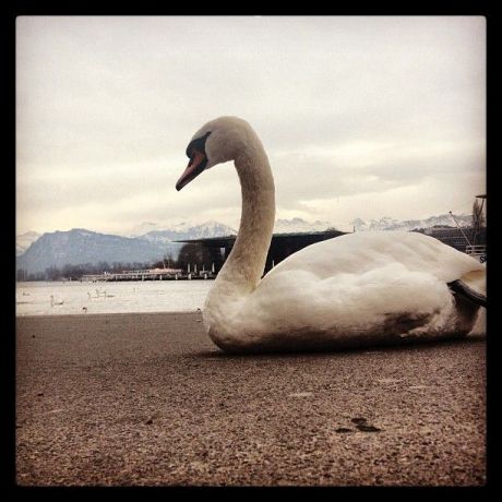 LUZERNPHOTOGEN