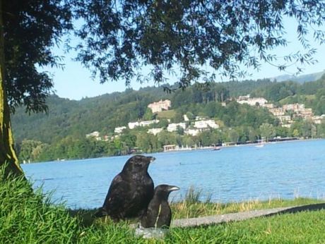 LUZERNPHOTOGEN