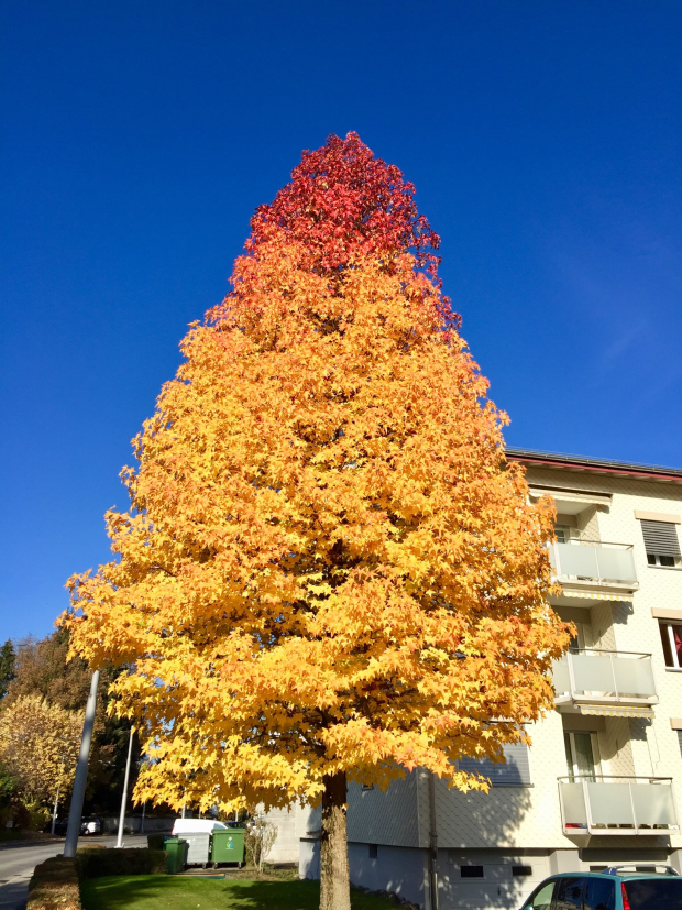 LUZERNPHOTOGEN