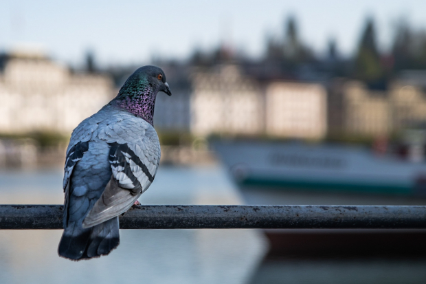 LUZERNPHOTOGEN