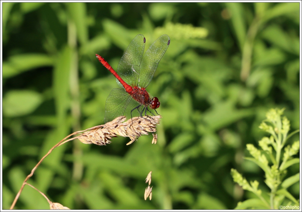 Nature Photography