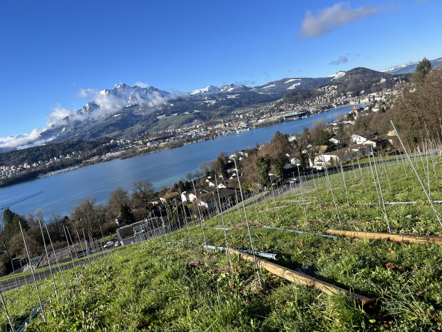 LUZERNPHOTOGEN