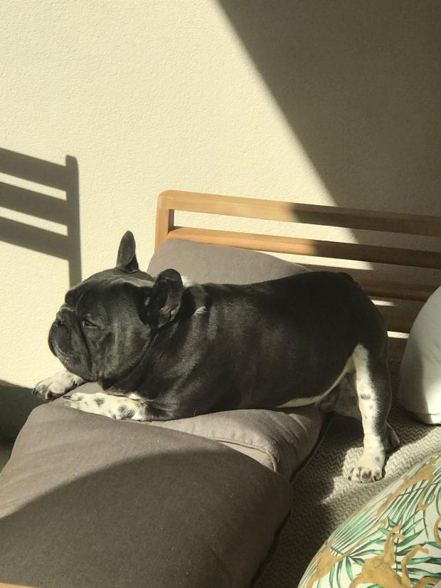 Ferienplätzchen für meine französische Bulldogge