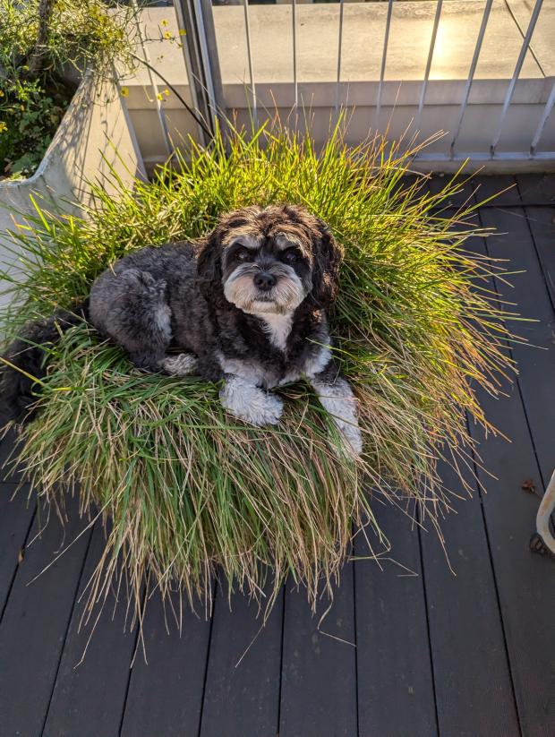 Gemeinsame (lehrreiche) Spaziergänge/Gassi mit Hund