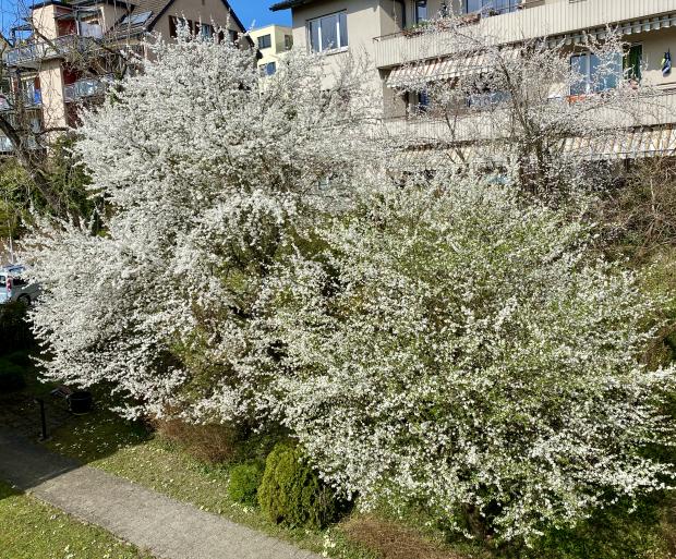 Mirabelle - Baum gesucht!