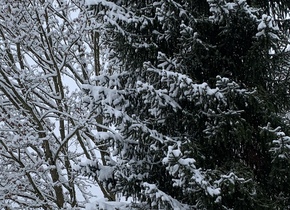 Der Rosengarten im Winter