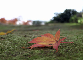 Herbst in Japan | Japan-Reisetipps