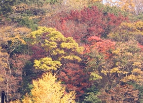 Herbst in Japan | Japan-Reisetipps