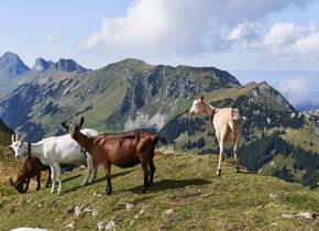 Rons Wandervogel-Guide