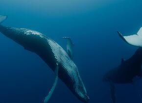 Les baleines, gardiennes de la planète