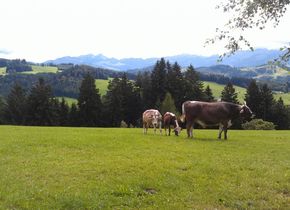 St. Gallen - Waldegg - St. Georgen: Viele Wege führen...