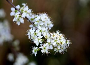 À la rencontre des fleurs