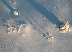 Auf Tierspuren-Suche im Neuschnee