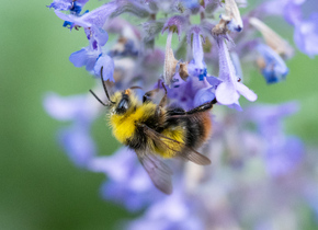 Mitmachen: Wollbiene & Wiesenhummel