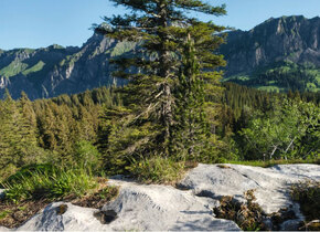 6 Parks in der Schweiz in denen ich gerne abhänge