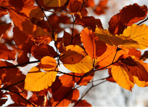 Freitagsfrage: Wie vertreibst du den Herbstblues?