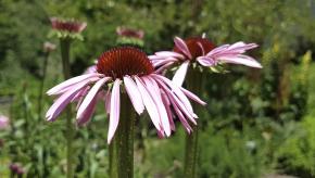 Botanischer Garten