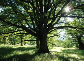 Wildromantisch rund ums Schloss Wildenstein