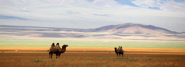 #vanlife: Mit dem VWBus bis in die Mongolei