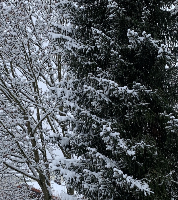 Der Rosengarten im Winter