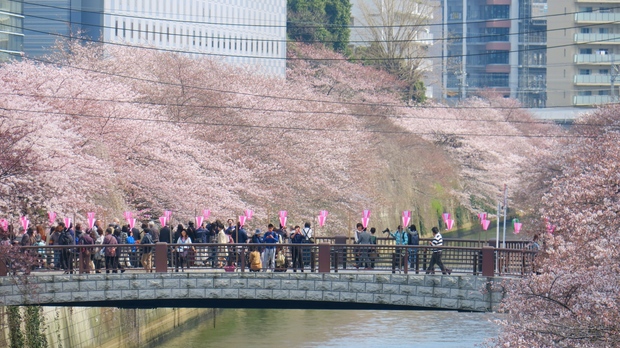 Japans Kirschblüten-Karte 2019 | Japan-Reisetipps