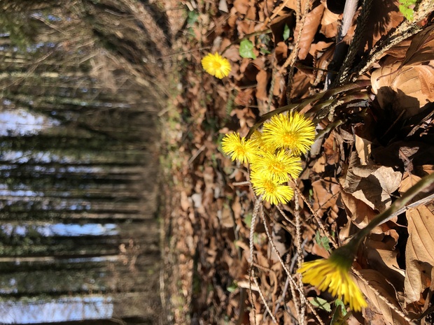 Nochmals Corona (Foto: Huflattich; gelb sei gut für die Nerven)