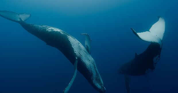 Les baleines, gardiennes de la planète