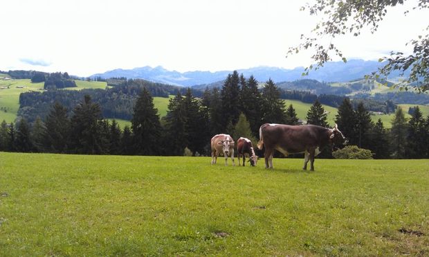 St. Gallen - Waldegg - St. Georgen: Viele Wege führen...