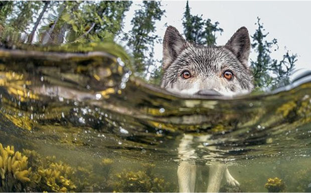 Die Insel der Küstenwölfe