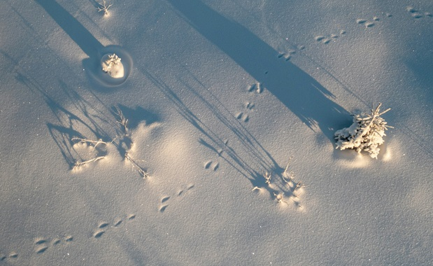 Auf Tierspuren-Suche im Neuschnee