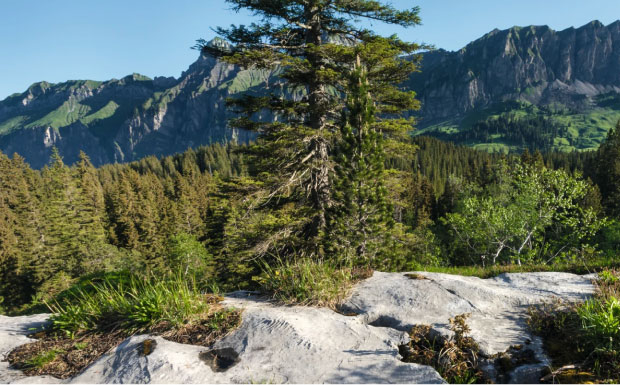 6 Parks in der Schweiz in denen ich gerne abhänge