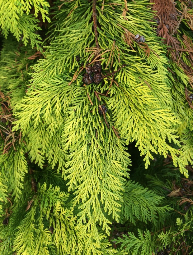 Grün ist der Tannenwald: von Biss & Basss