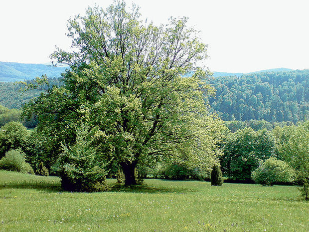 Wildromantisch rund ums Schloss Wildenstein