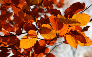 Freitagsfrage: Wie vertreibst du den Herbstblues?