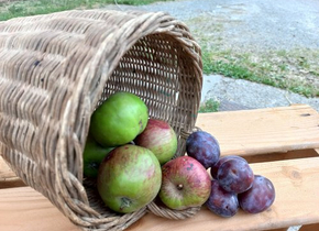 10 kg Früchte nach Wahl selber Ernten