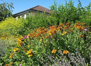 Dein Garten als Biodiversitäts-Hotspot