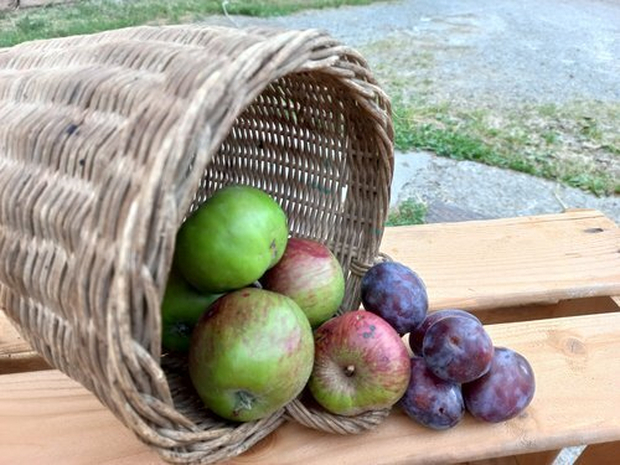 10 kg Früchte nach Wahl selber Ernten