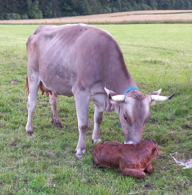 Geburt eines Kälbchens miterleben